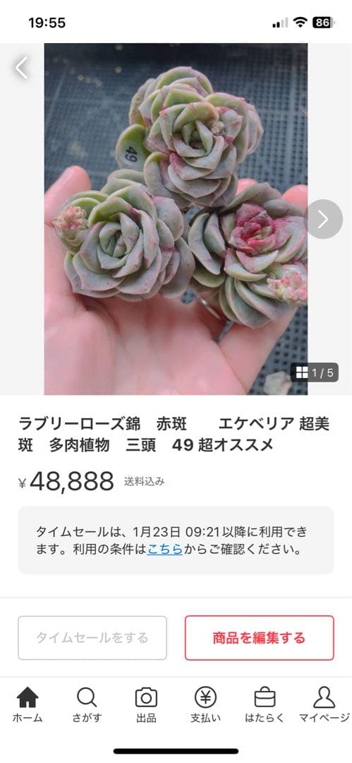 ラブリーローズ錦　赤斑入り　多肉植物　エケベリア 超美斑入り