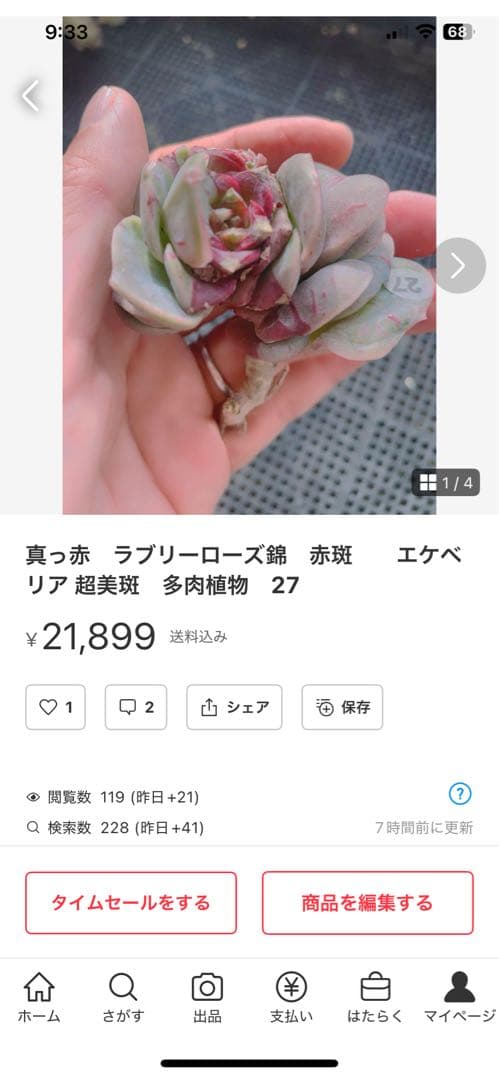 ラブリーローズ錦　赤斑入り　多肉植物　エケベリア 超美斑入り