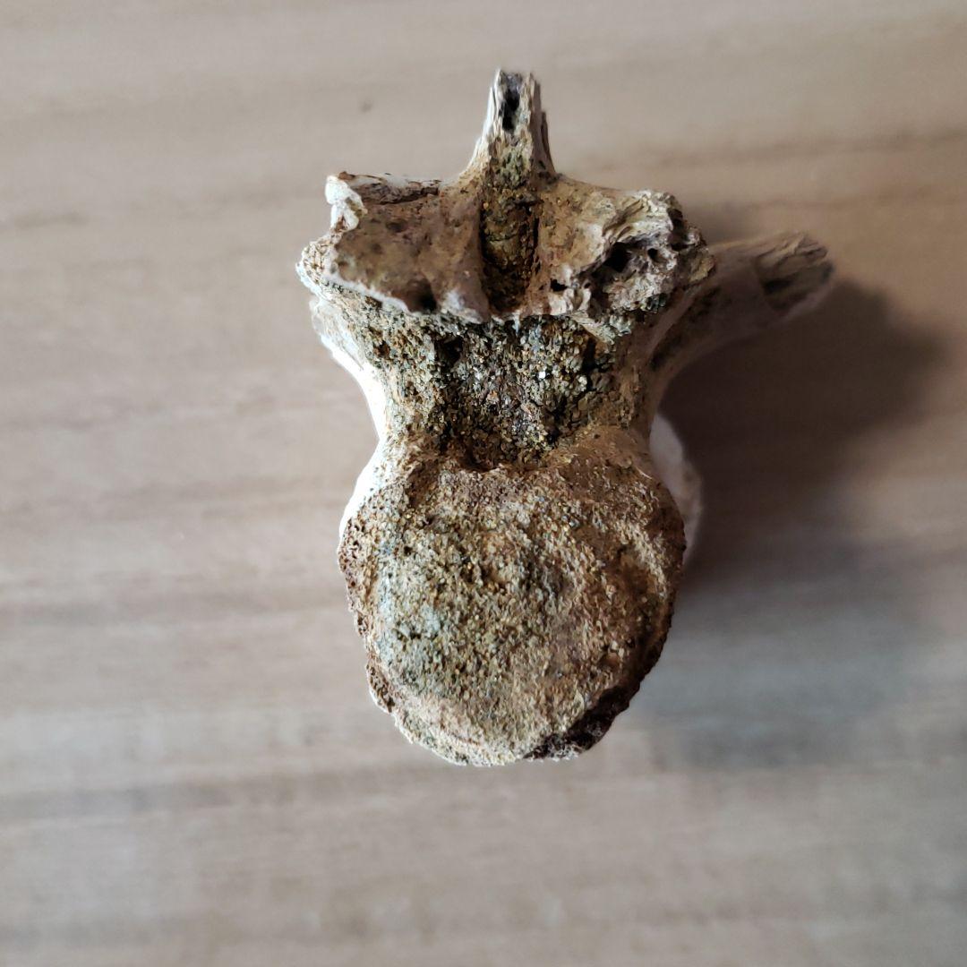 化石　白亜紀　ヘルクリーク　大型ワニ・レディスクスの脊髄