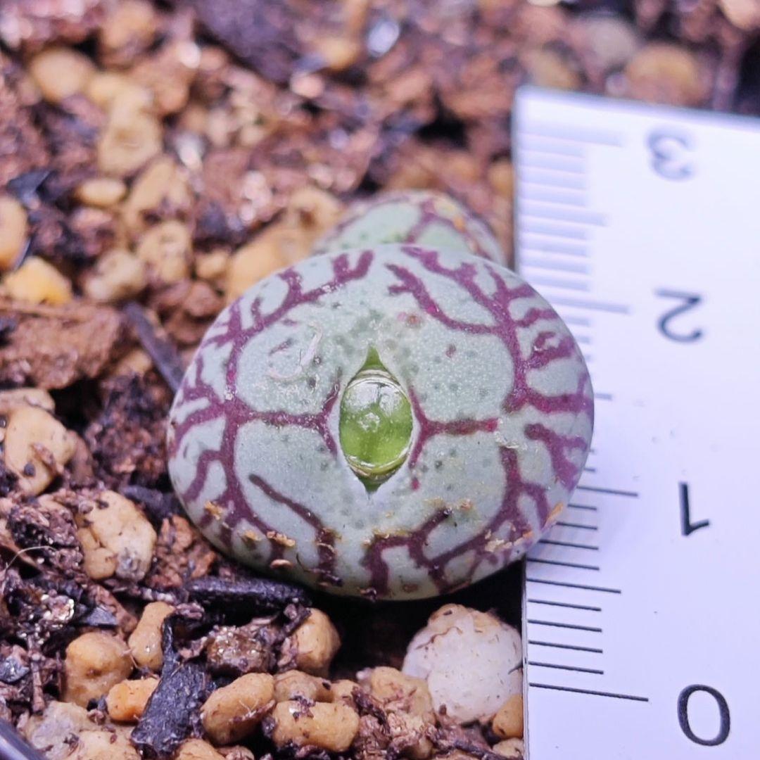 コノフィツム 実生 八重垣姫×ウィッテベルゲンセ 特選