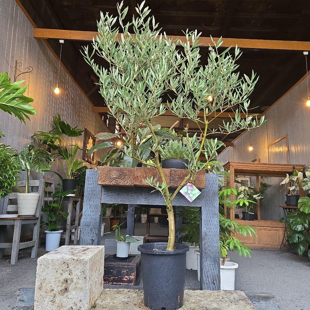 ⑭　オリーブの木souju　8号 「ピクアル」特大苗木最高等級極上品‼️