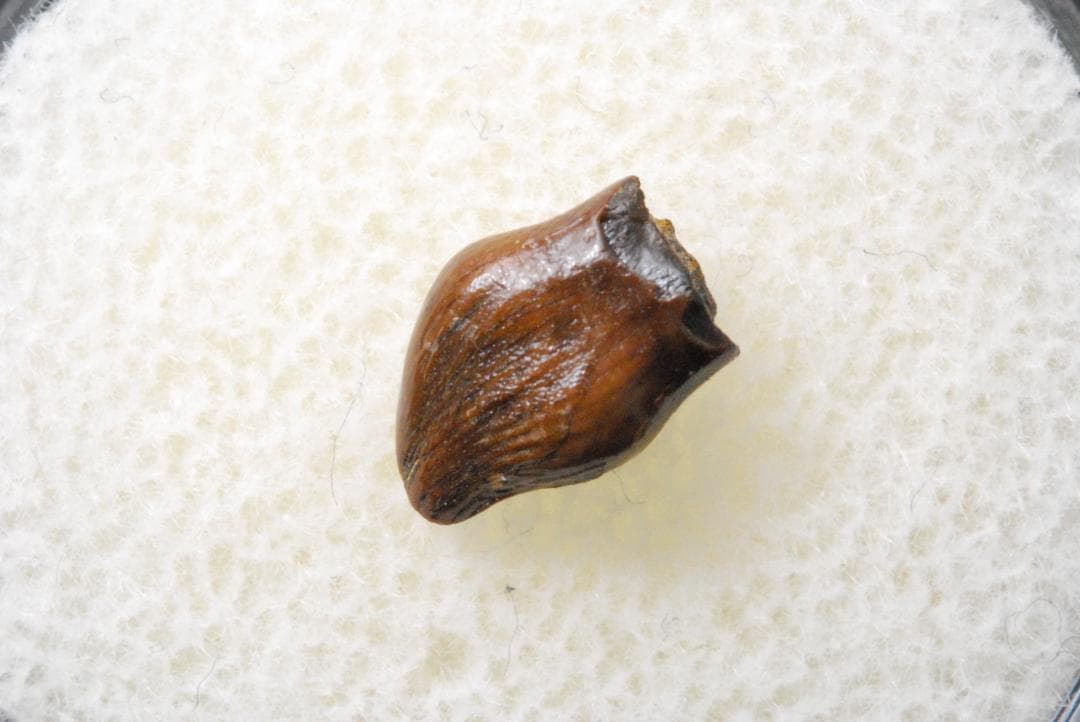 恐竜の歯 テスケロサウルス [DS396] 化石 希少 レア