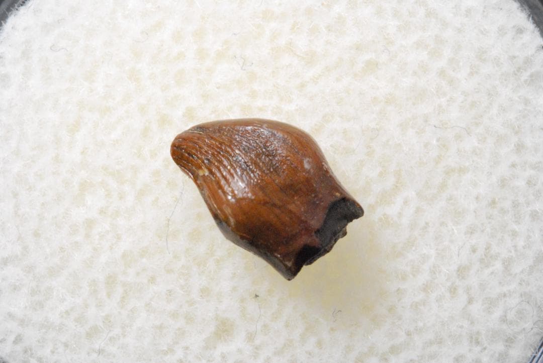 恐竜の歯 テスケロサウルス [DS396] 化石 希少 レア