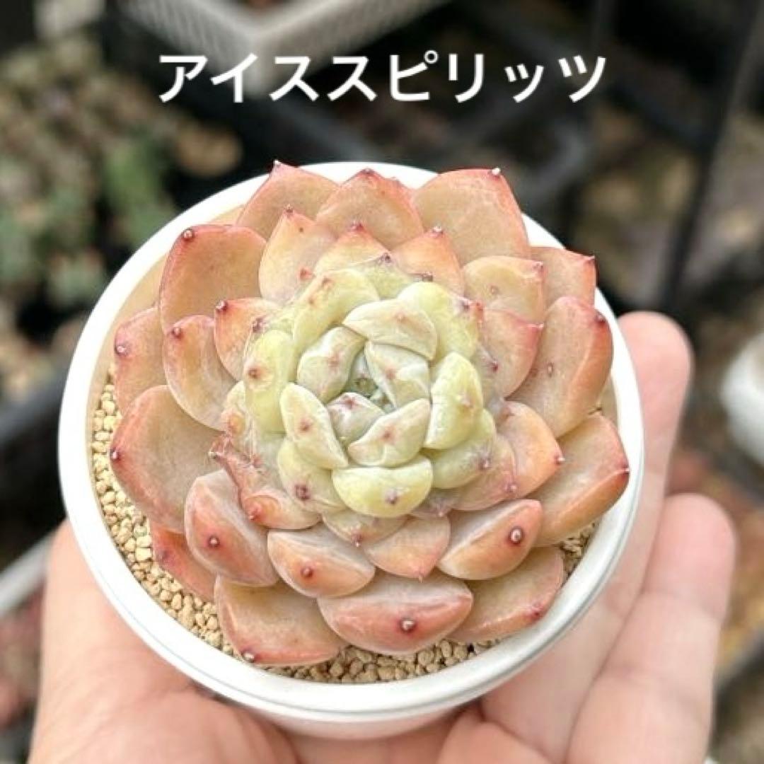 No.544 ❁アイススピリッツ❁ 苗 多肉植物 寄せ植え