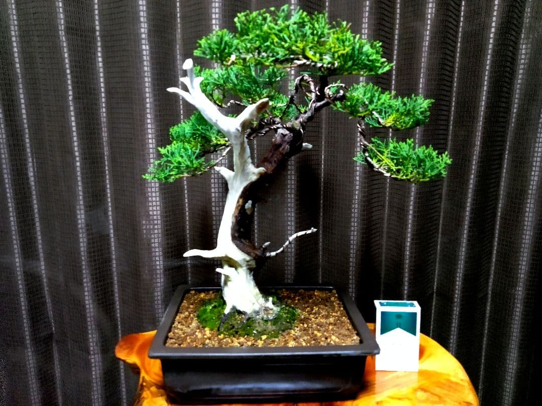 【中品　糸魚川真柏盆栽】　⭕太幹、古木…新春セール❗ ★期間限定価格★