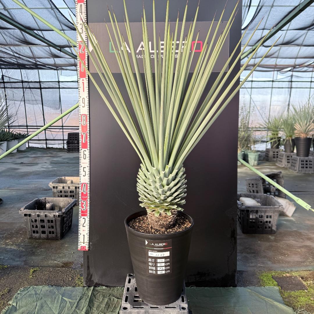 P*W様 【AL1127】ユッカ　リギダ