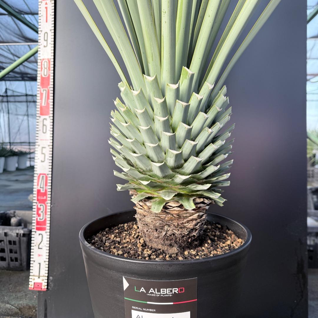 P*W様 【AL1127】ユッカ　リギダ