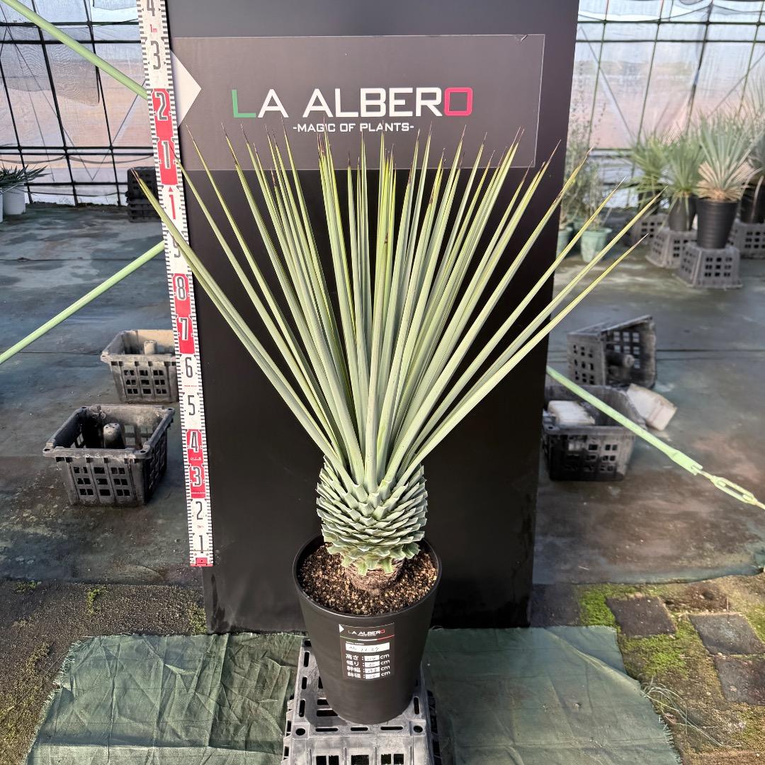 P*W様 【AL1127】ユッカ　リギダ