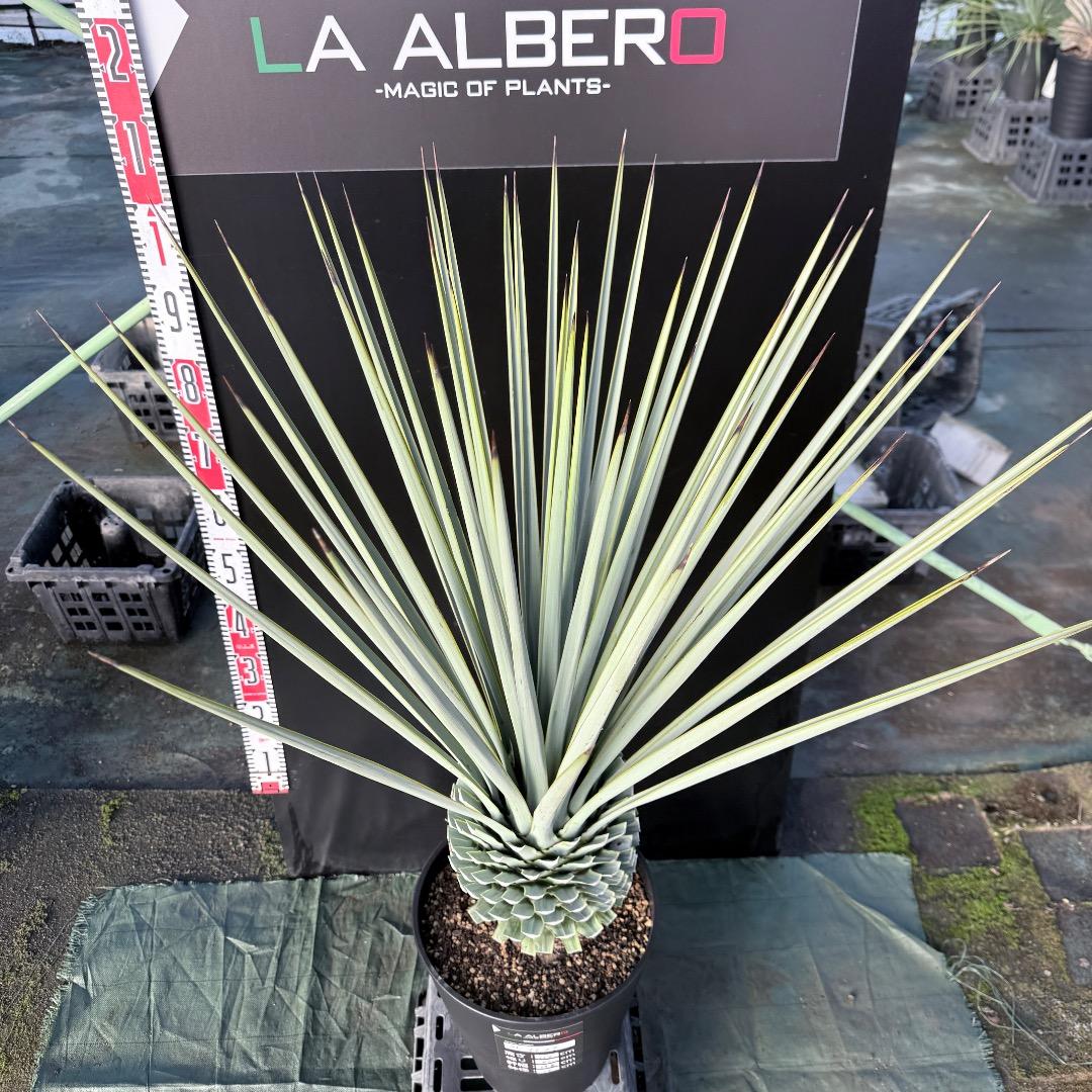 P*W様 【AL1127】ユッカ　リギダ