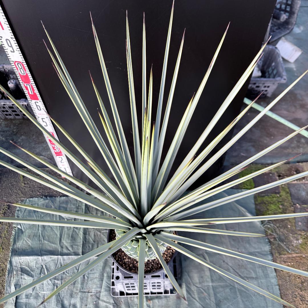 P*W様 【AL1127】ユッカ　リギダ