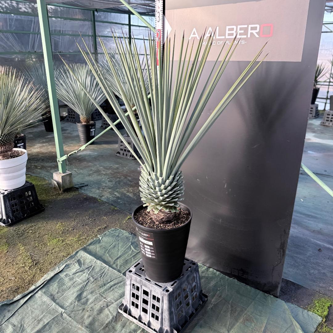 P*W様 【AL1127】ユッカ　リギダ