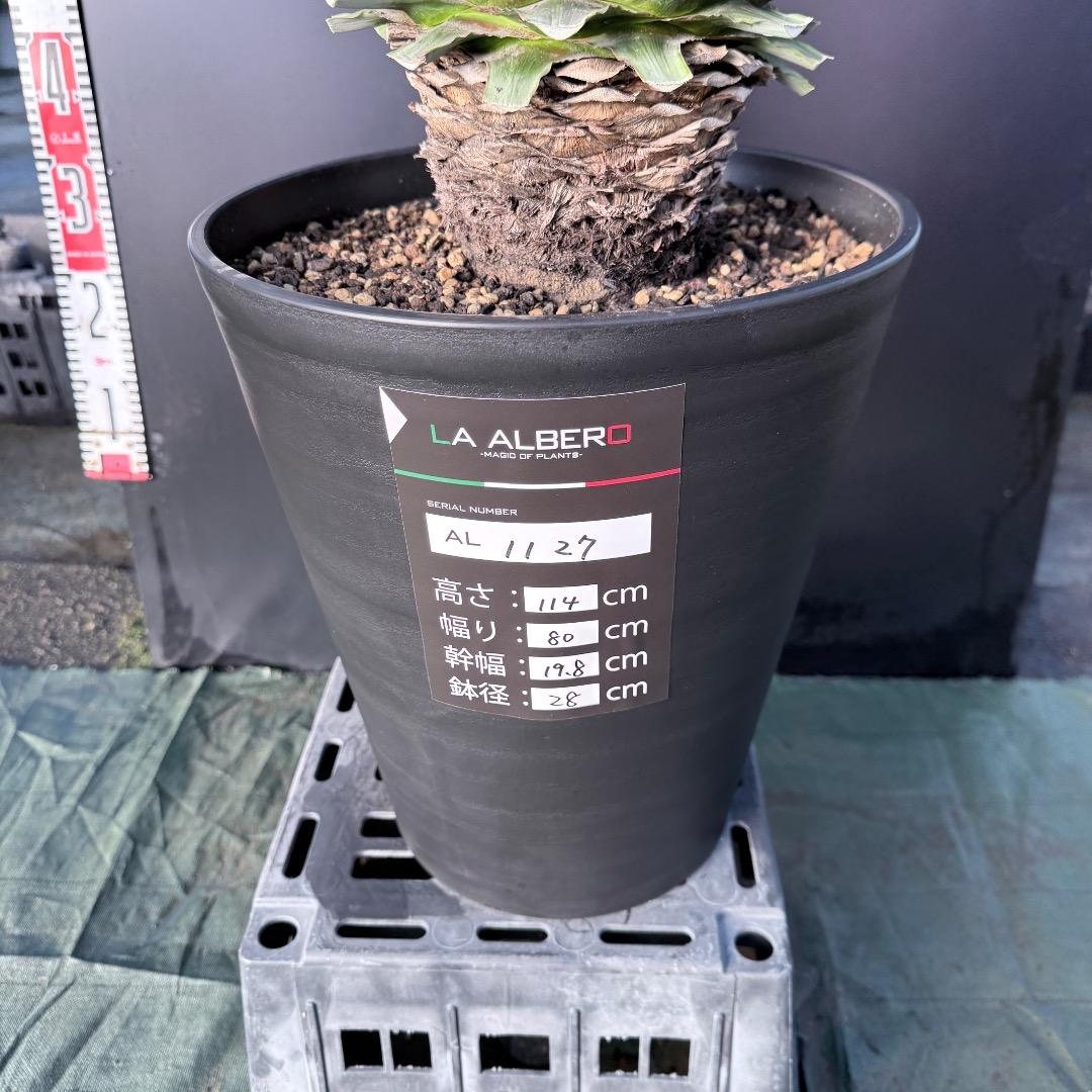 P*W様 【AL1127】ユッカ　リギダ