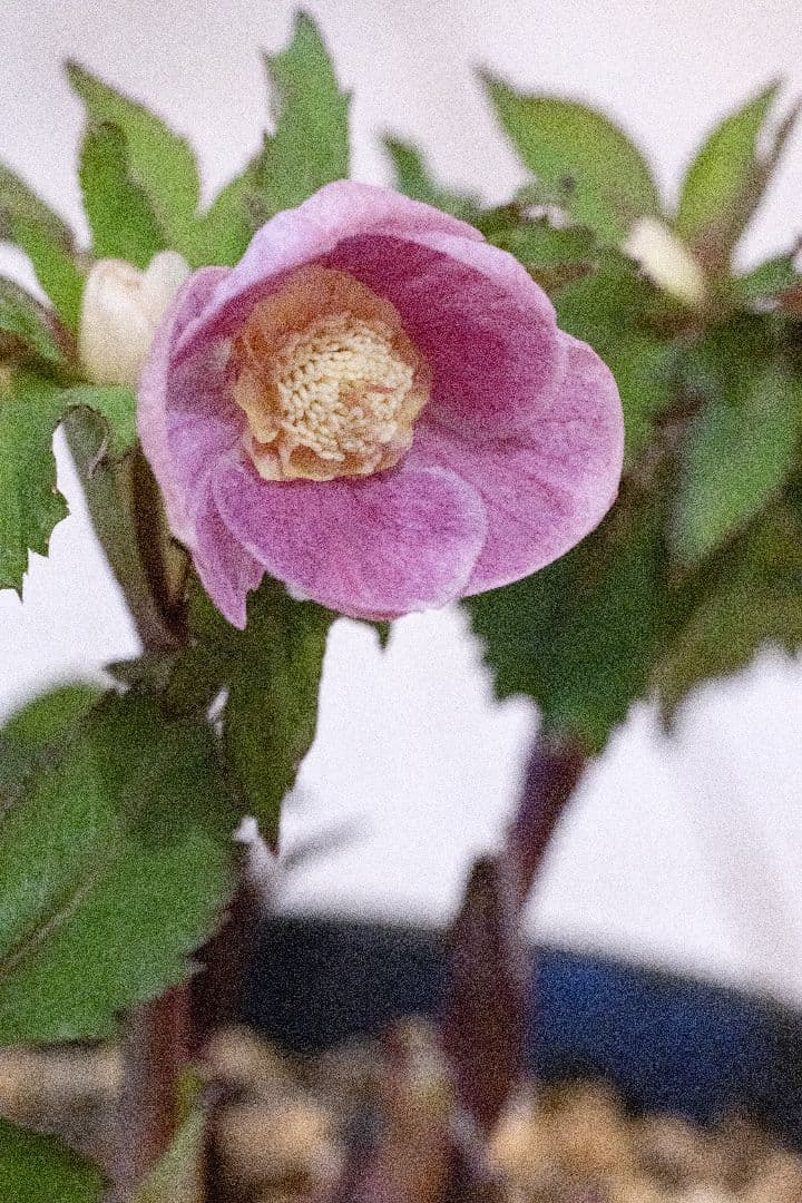 クリスマスローズ 大木ナーセリー オキシデンタリス系いろはsd