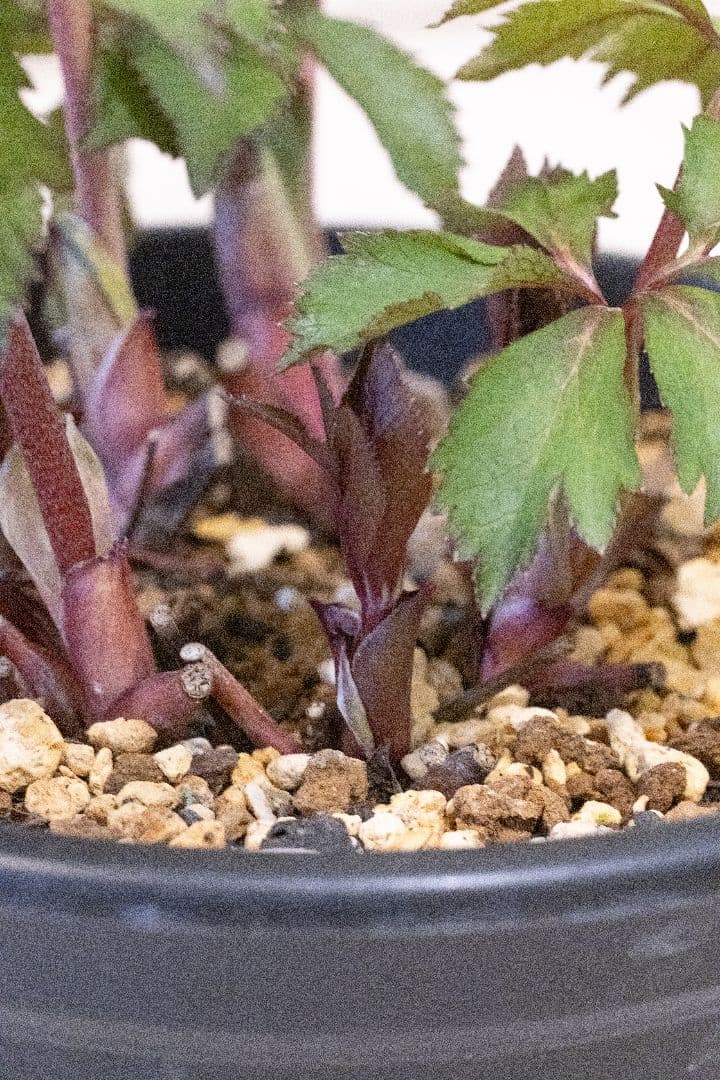 クリスマスローズ 大木ナーセリー オキシデンタリス系いろはsd