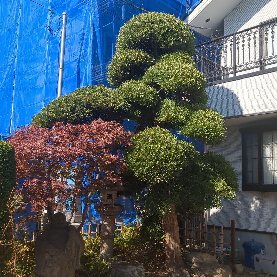 『引き取り限定』まきの木　門かぶり　約5m
