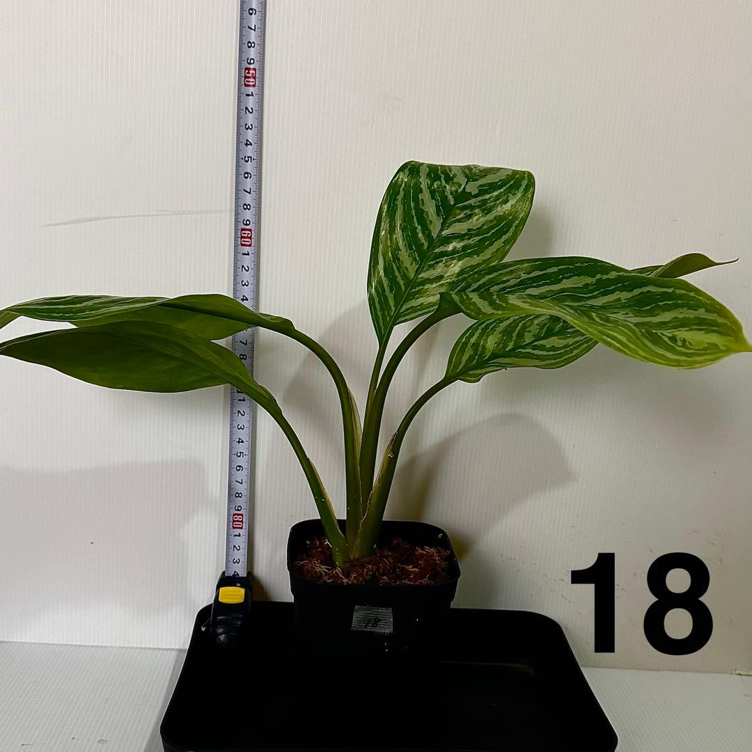 アグラオネマ ニティドゥム カーティシー 観葉植物 LEON レオン