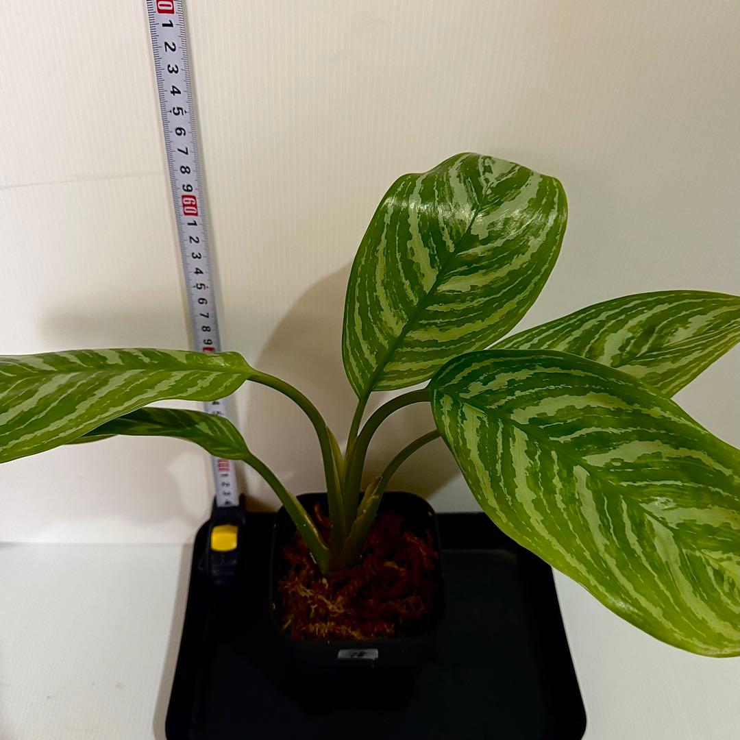 アグラオネマ ニティドゥム カーティシー 観葉植物 LEON レオン