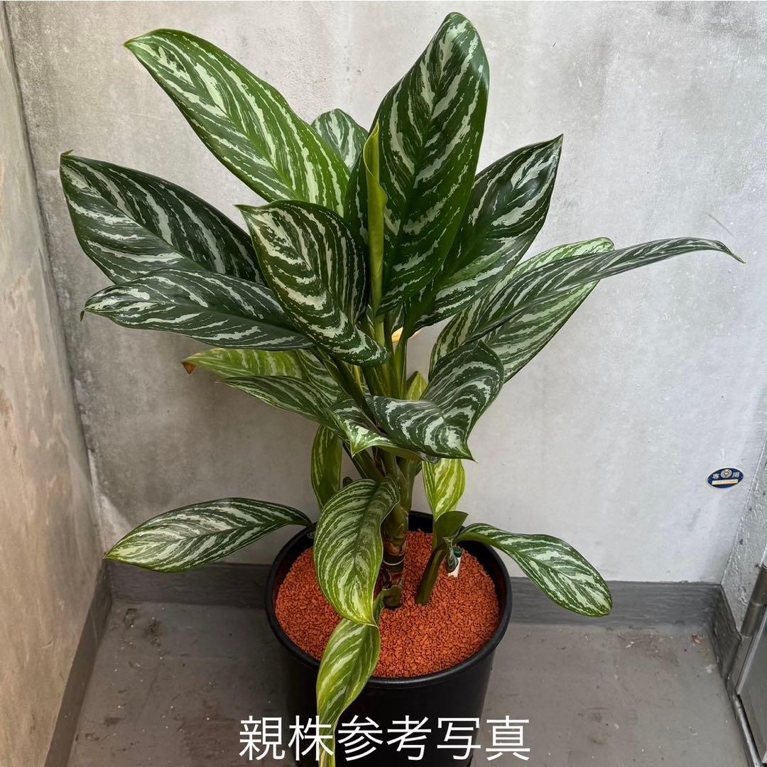 アグラオネマ ニティドゥム カーティシー 観葉植物 LEON レオン