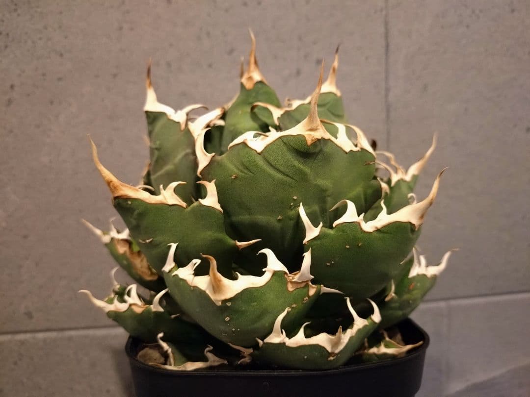 アガベ　チタノタクレイジー　ボール型