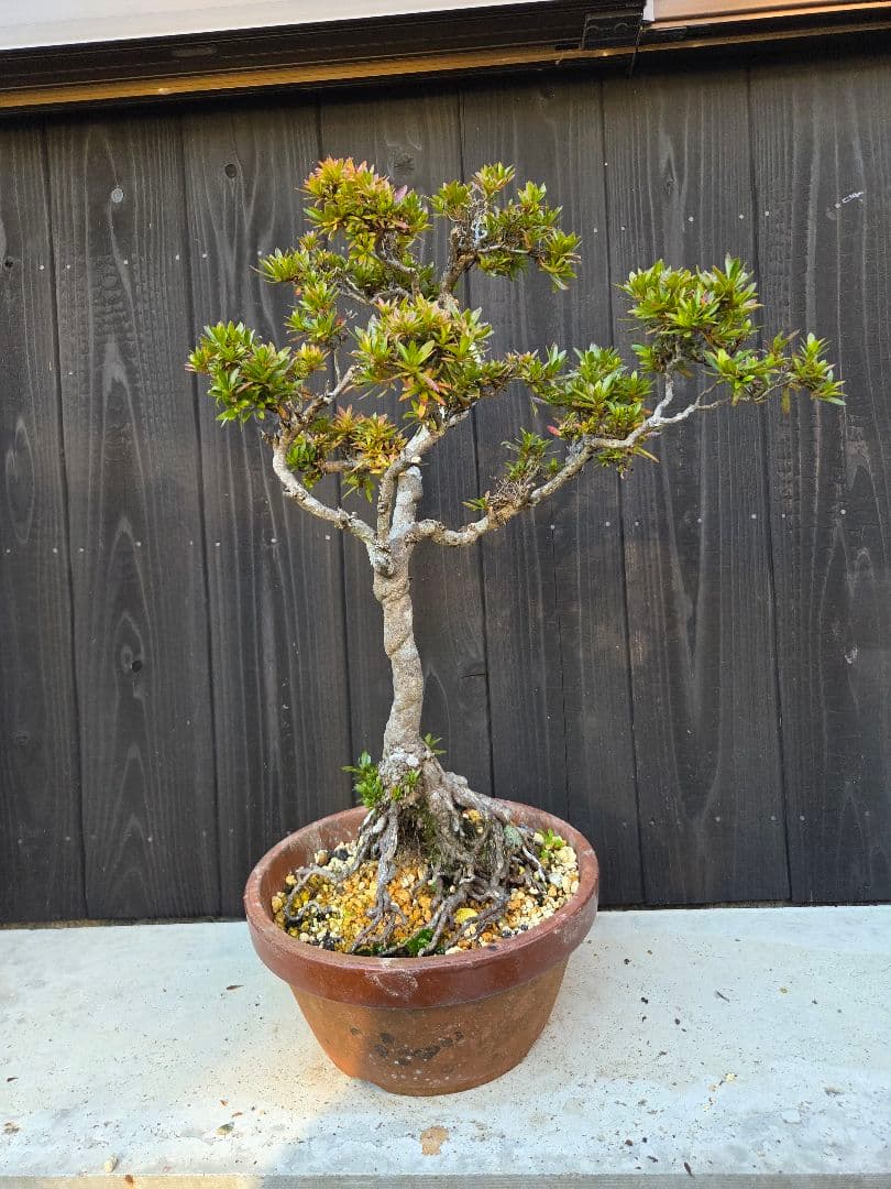 皐月盆栽「金采」