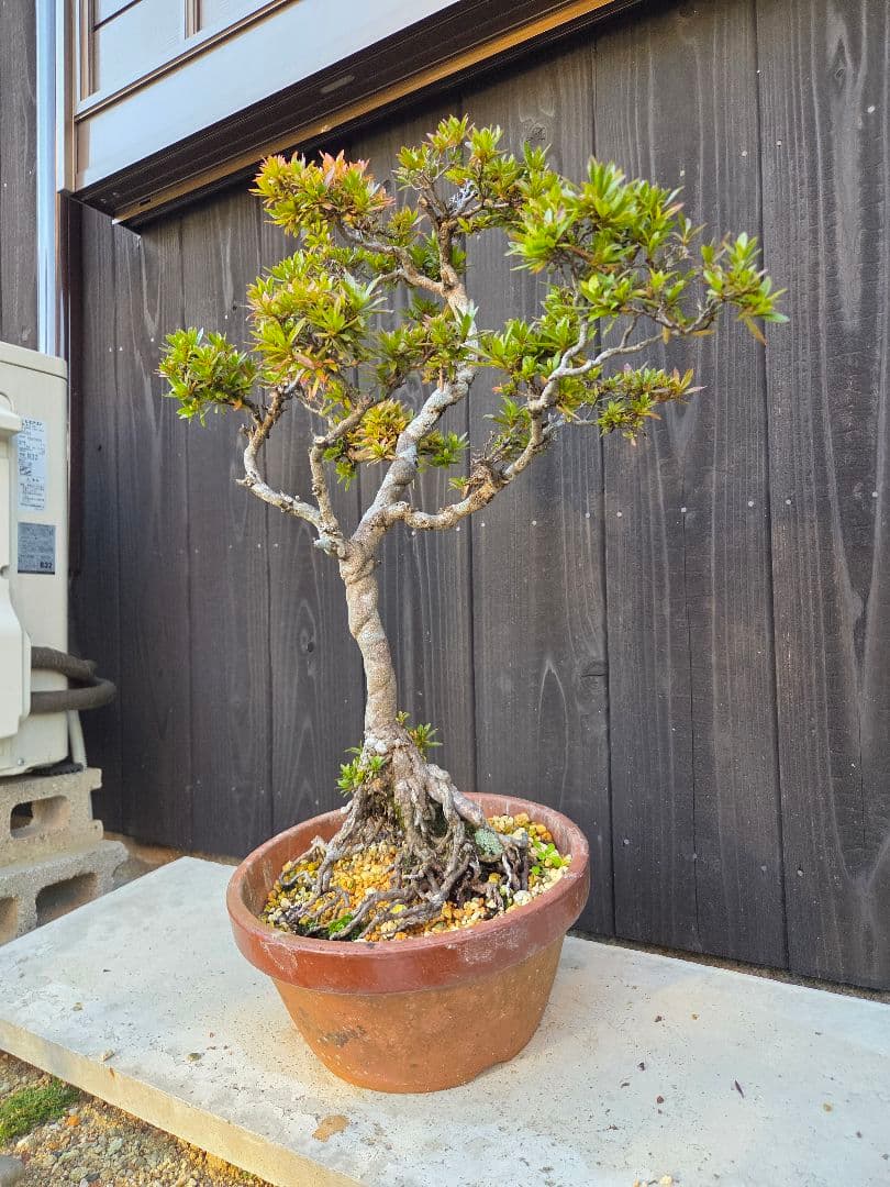 皐月盆栽「金采」