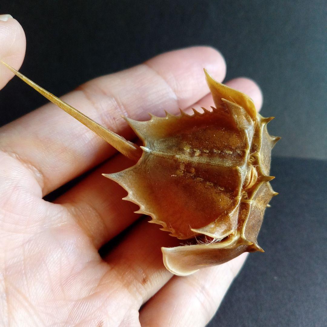 骨格標本　カブトガニ　「生きた化石」　三葉虫