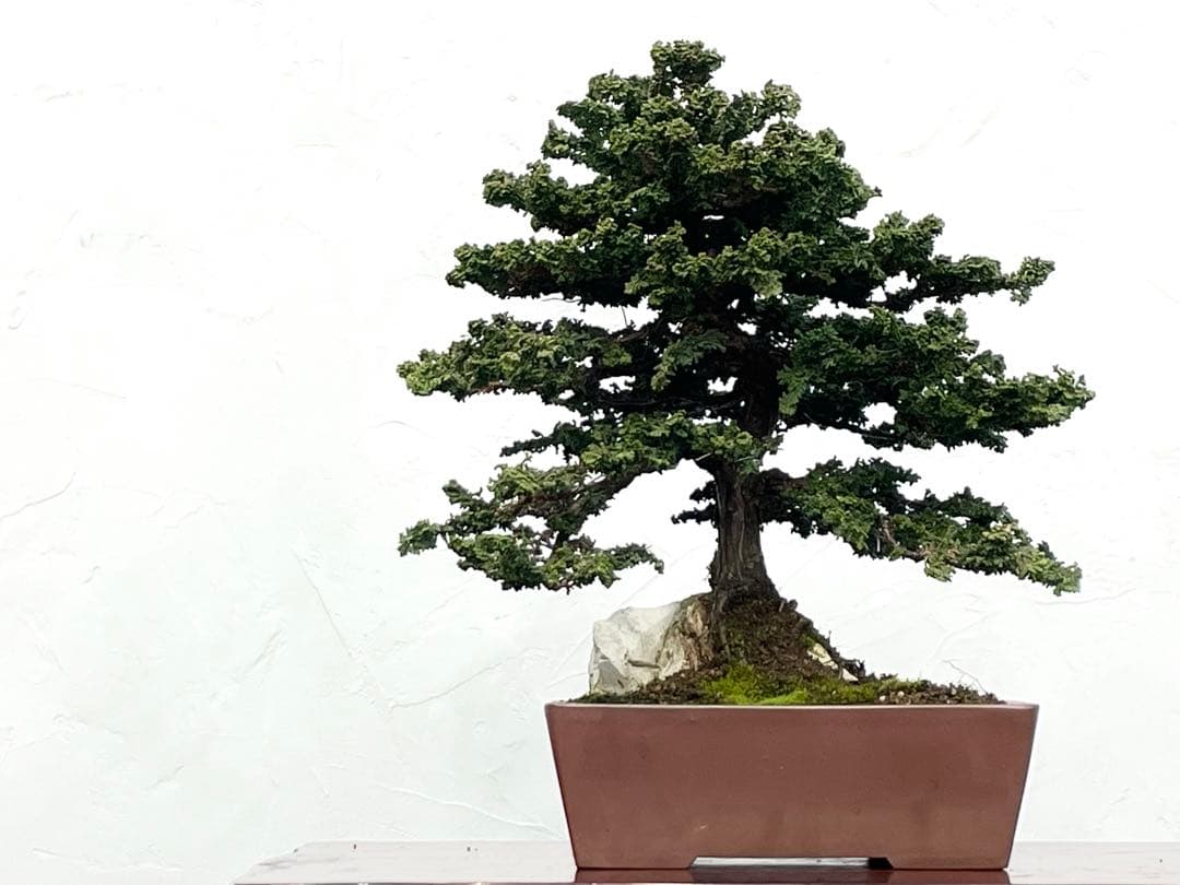 三河盆栽　石付きセッカヒノキ　盆栽