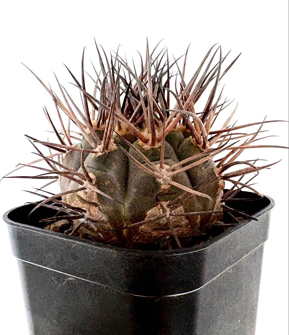 【コレクション】ギムノカリキウム　守金魔天竜　幅5.5㎝　未発根　No.54