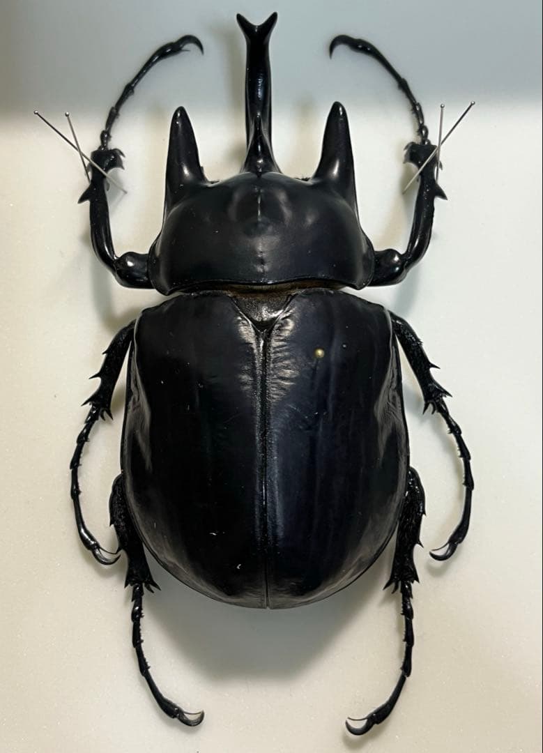 アクティオンゾウカブト　フレンチギアナ産　大型