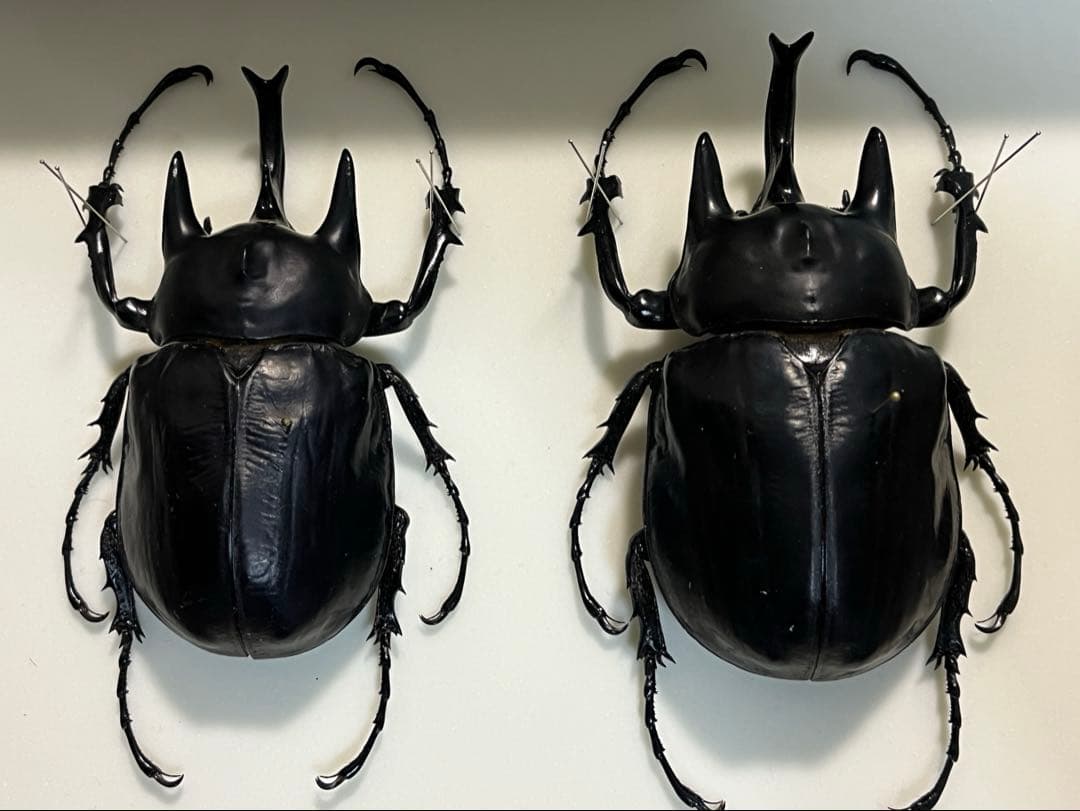 アクティオンゾウカブト　フレンチギアナ産　大型
