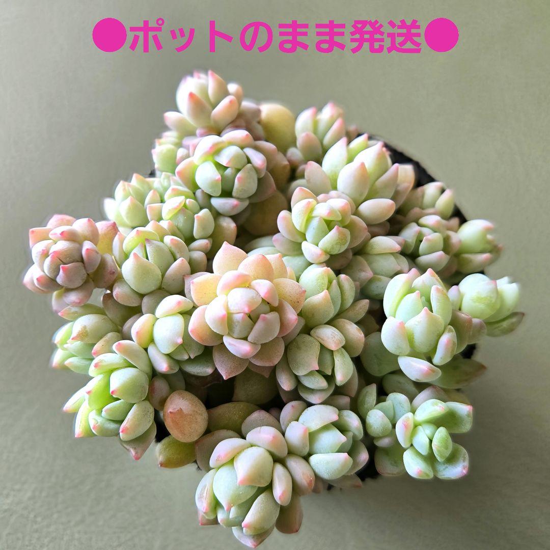 多肉植物♡ダーリーサンシャイン～ちび苗～つぶつぶ～♡ポットごと発送のお値段^^④