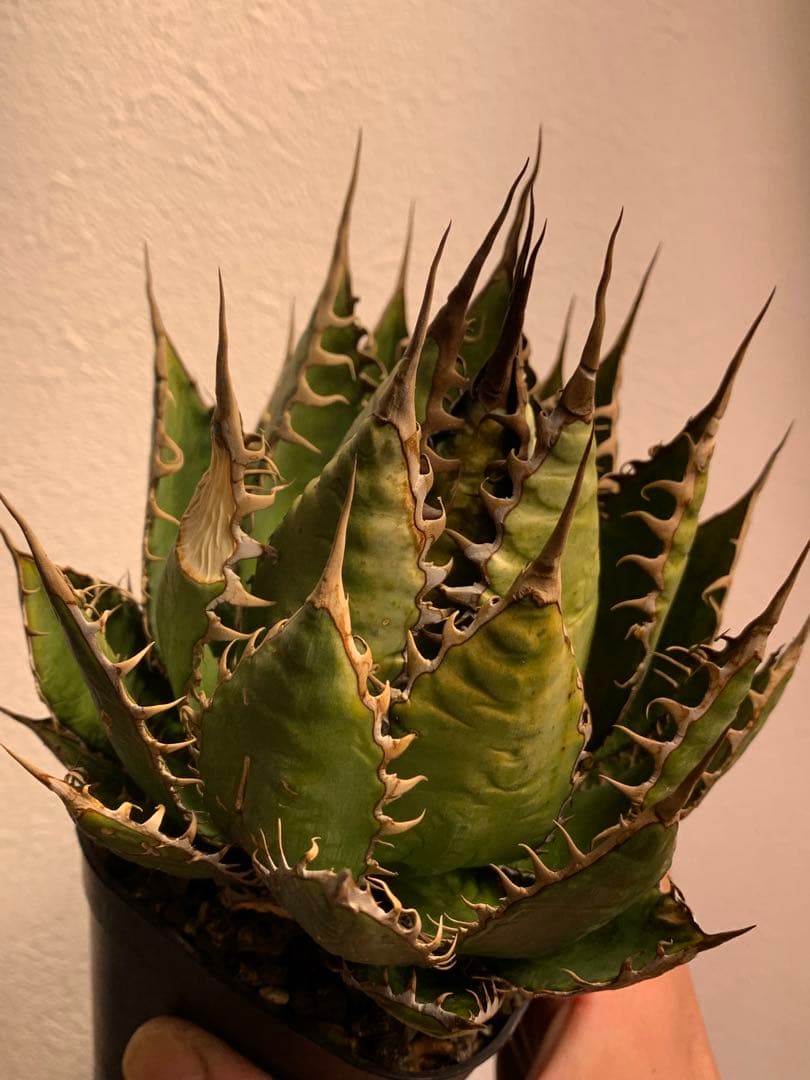 アガベ ホリダ　US株 コレクション　ロックガーデン　陽炎　ワイルド　USA