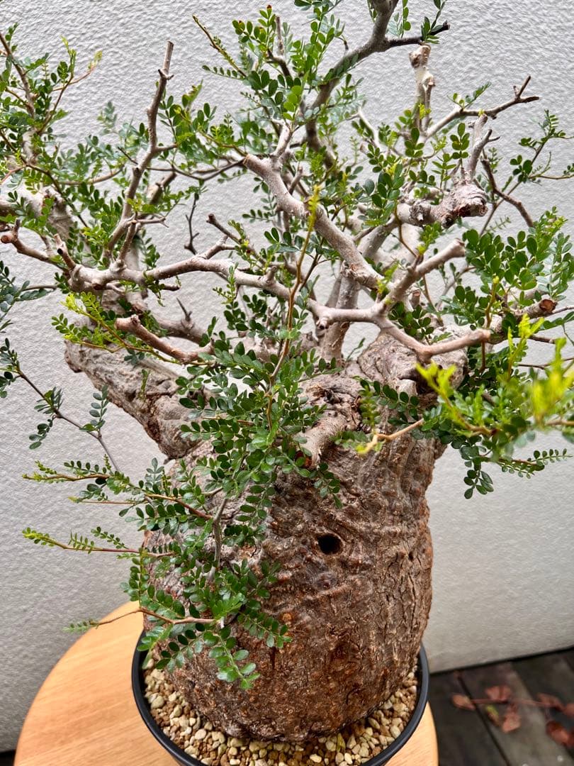 オペルクリカリア　パキプス　(発根済株)