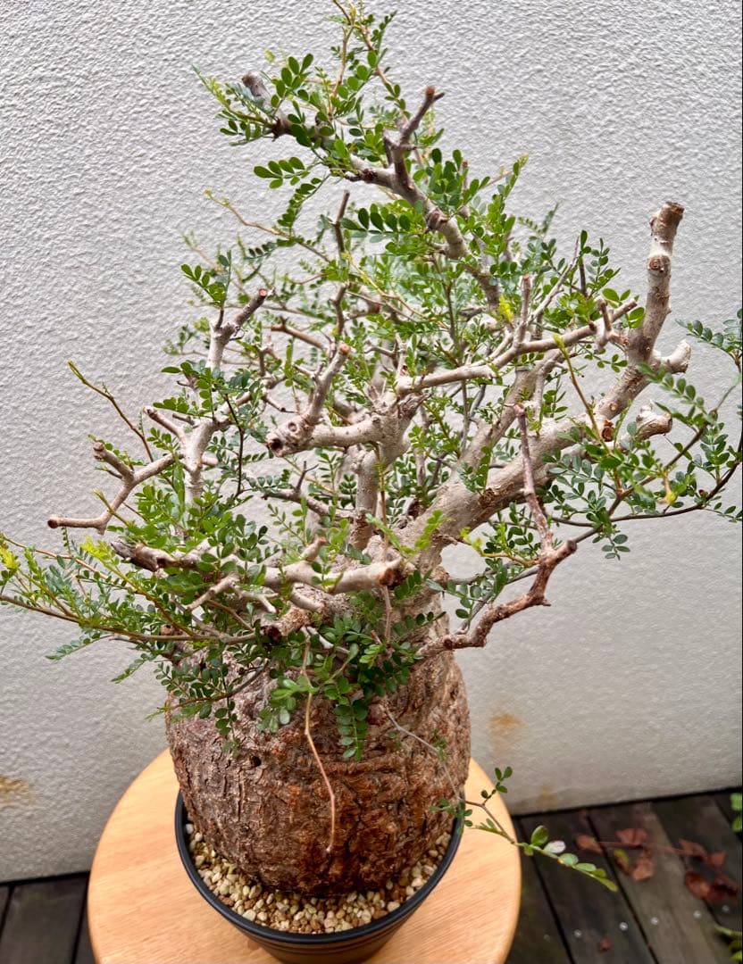 オペルクリカリア　パキプス　(発根済株)