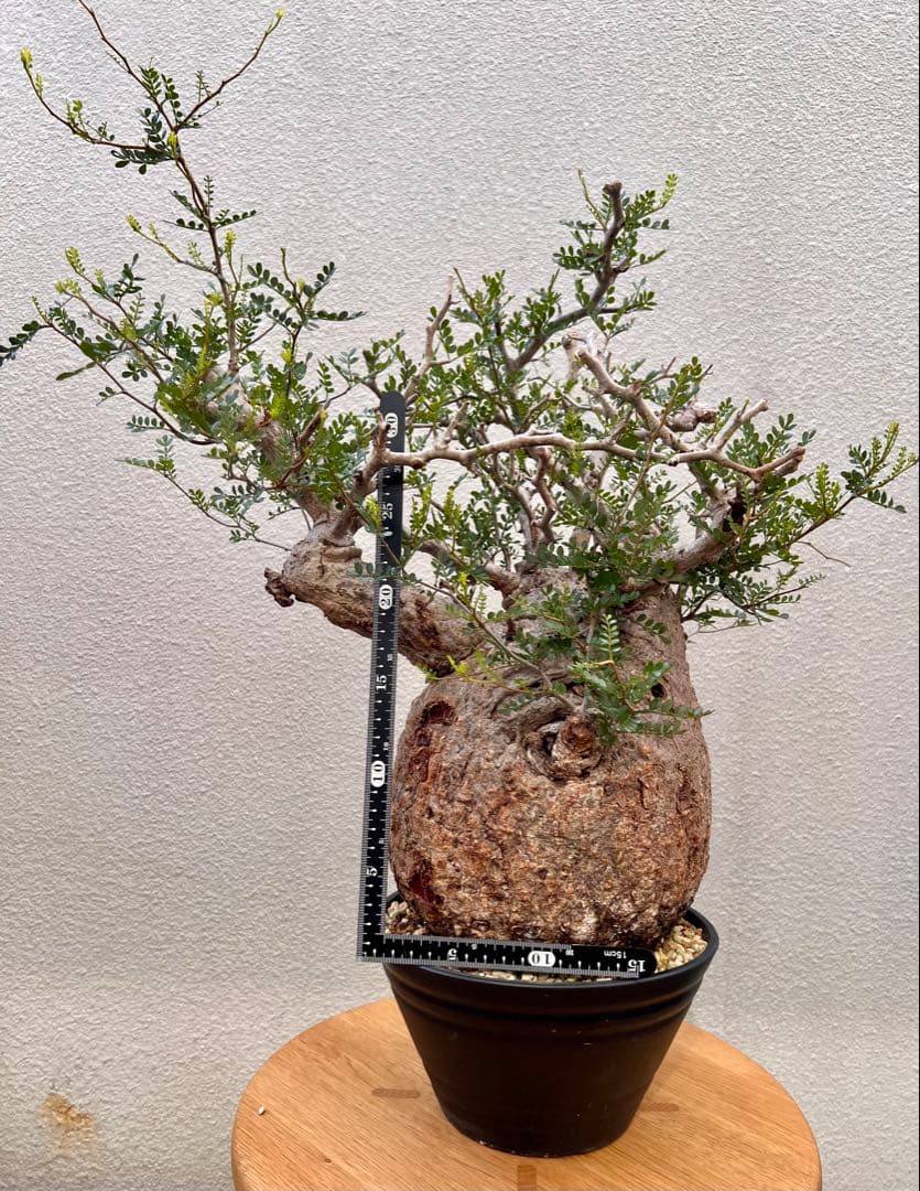 オペルクリカリア　パキプス　(発根済株)