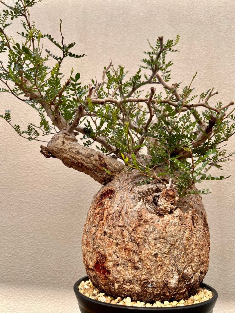 オペルクリカリア　パキプス　(発根済株)