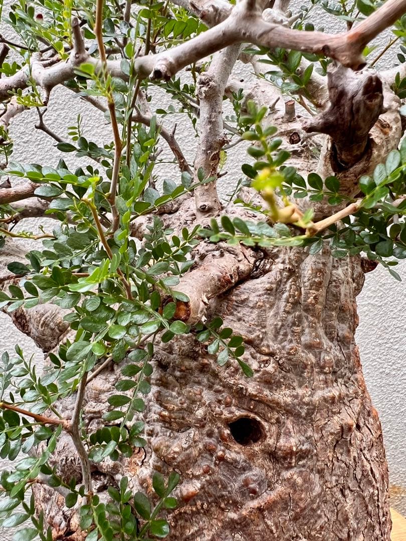 オペルクリカリア　パキプス　(発根済株)