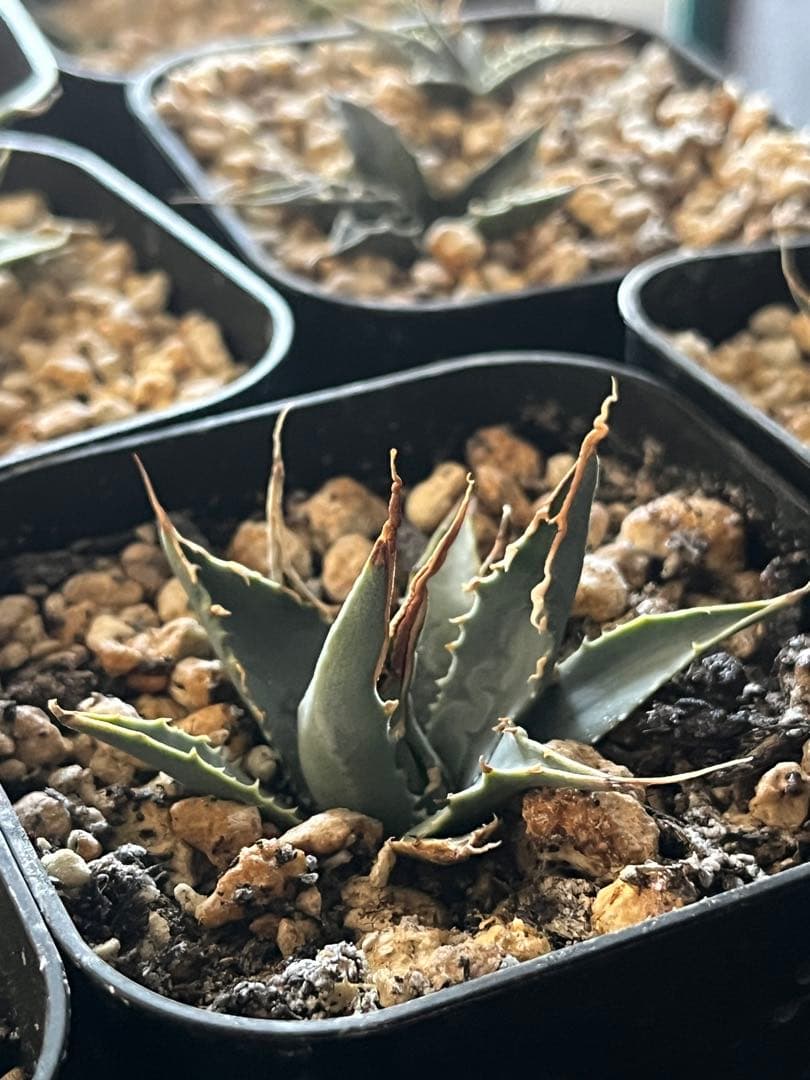 アガベ　エボリスピナ　陽炎　コークスクリュー　屋外栽培　A