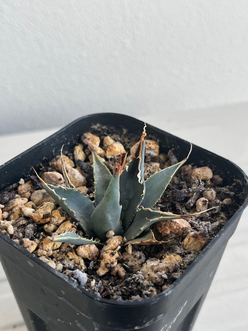 アガベ　エボリスピナ　陽炎　コークスクリュー　屋外栽培　A