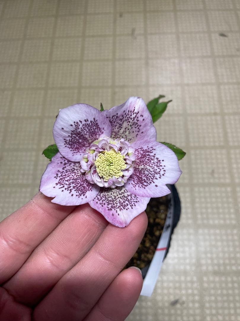 加藤農園 ピンク系 クリスマスローズ