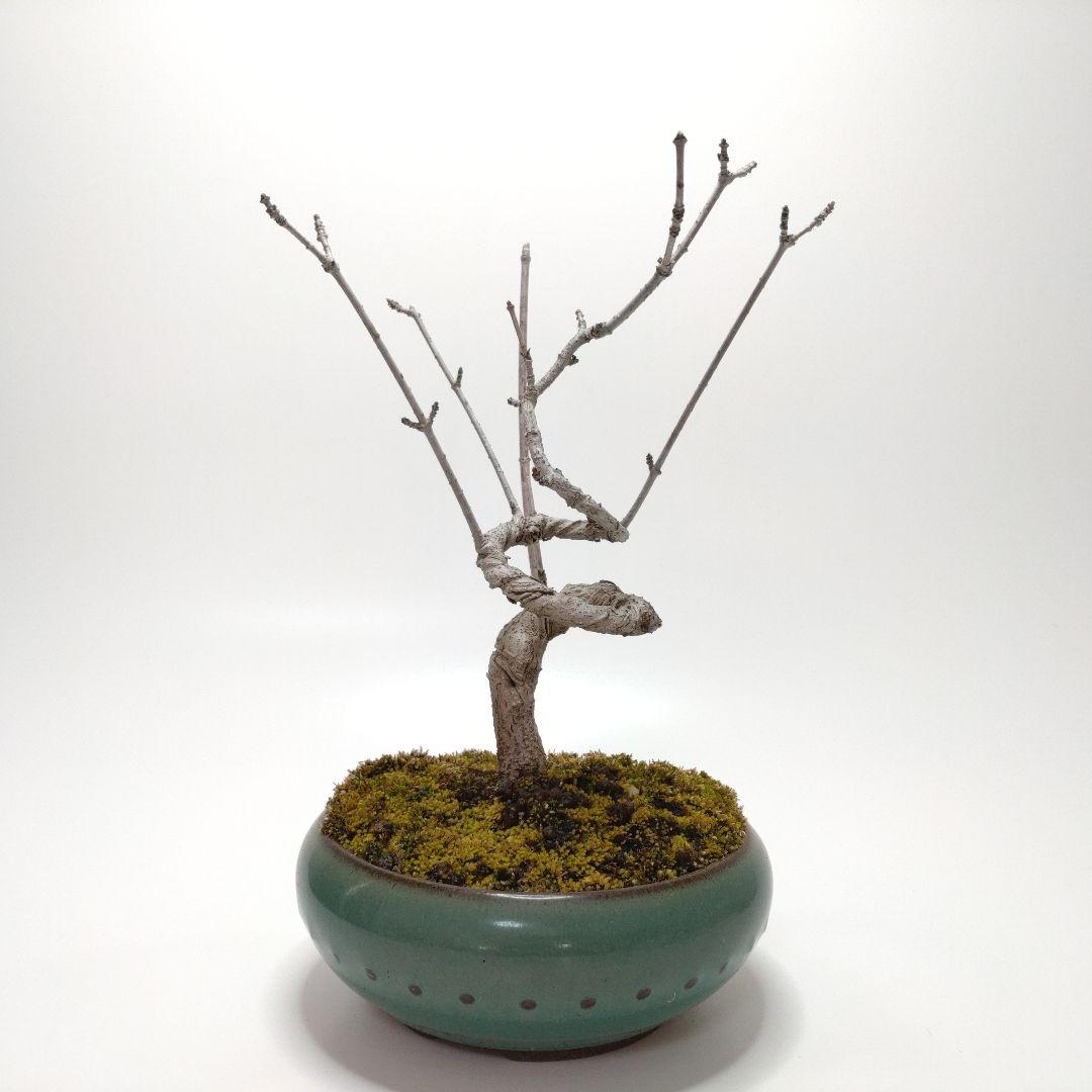 寒樹鹿子木楓（カラコギカエデ）盆栽 SS003