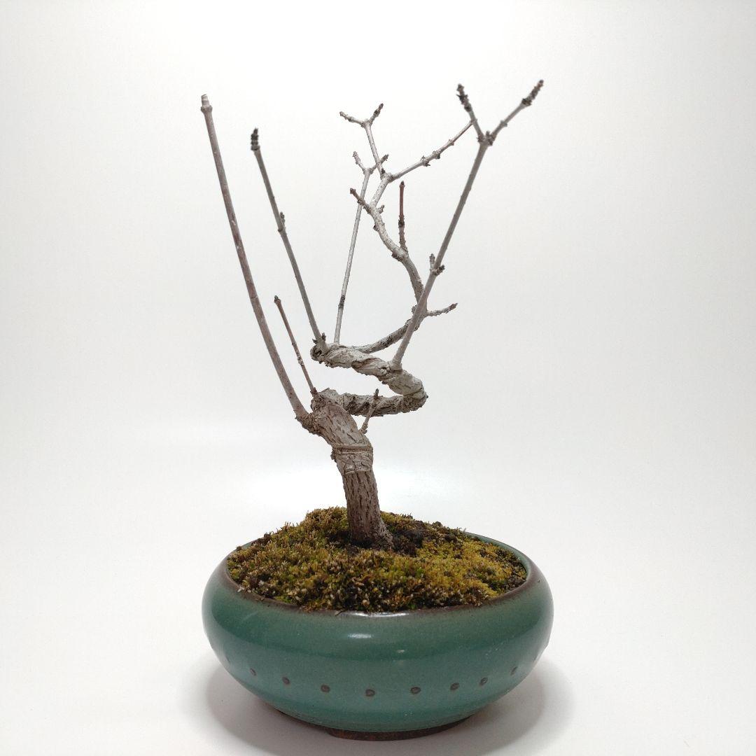 寒樹鹿子木楓（カラコギカエデ）盆栽 SS003