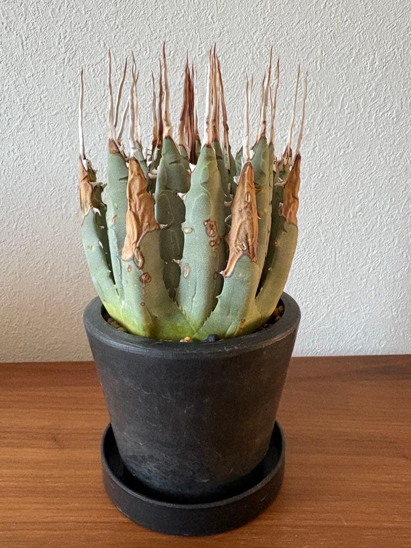 アガベ ユタエンシス エボリスピナ 陽炎 発根済み