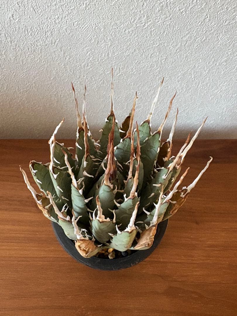 アガベ ユタエンシス エボリスピナ 陽炎 発根済み