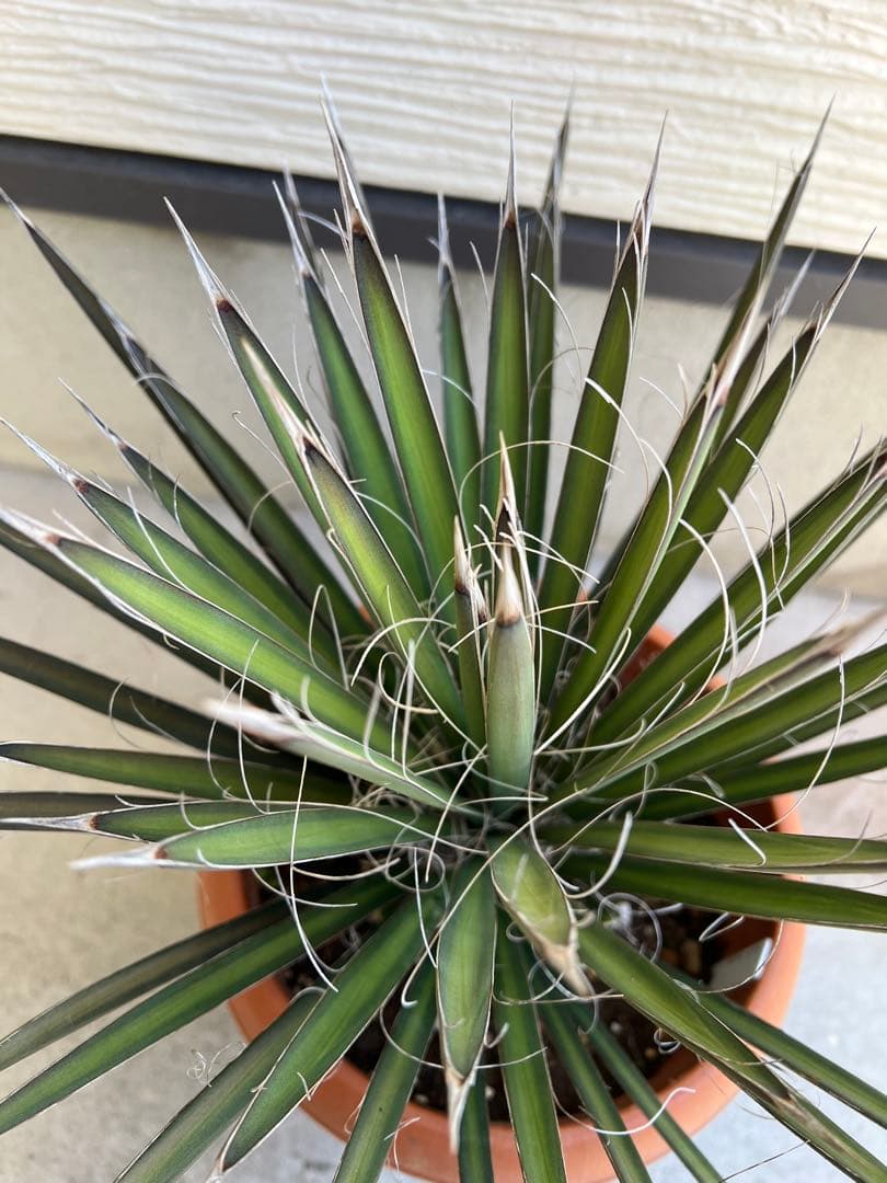 【タイムセール】ユッカ・フィリフェラ / レア ドライガーデン ビザールプランツ