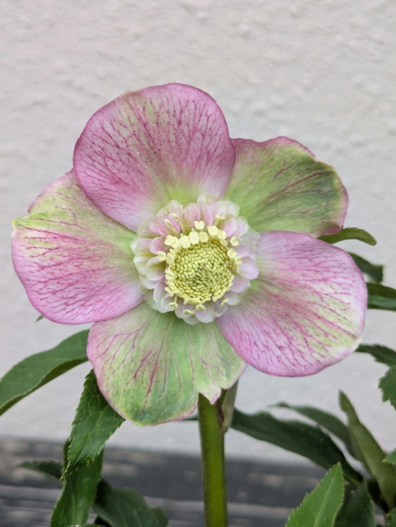 極美バイカラー！広瀬園芸 クリスマスローズ セミダブル★ピンク×ライムベイン