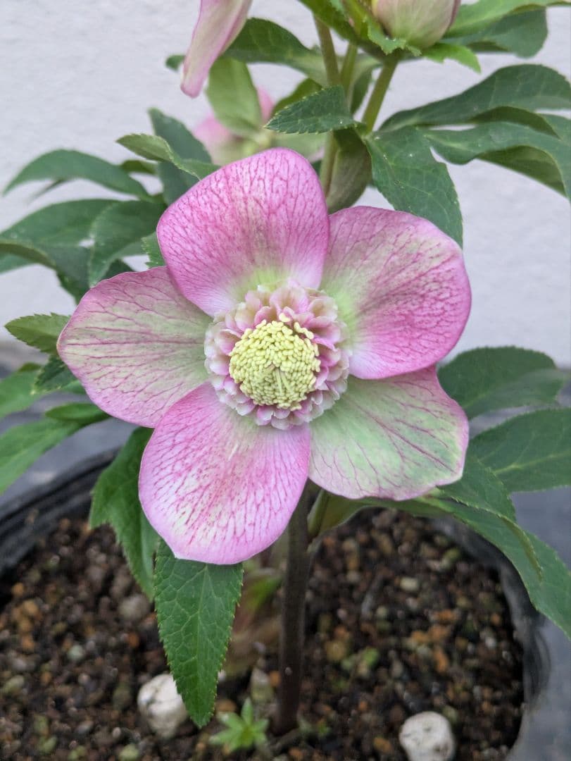 極美バイカラー！広瀬園芸 クリスマスローズ セミダブル★ピンク×ライムベイン