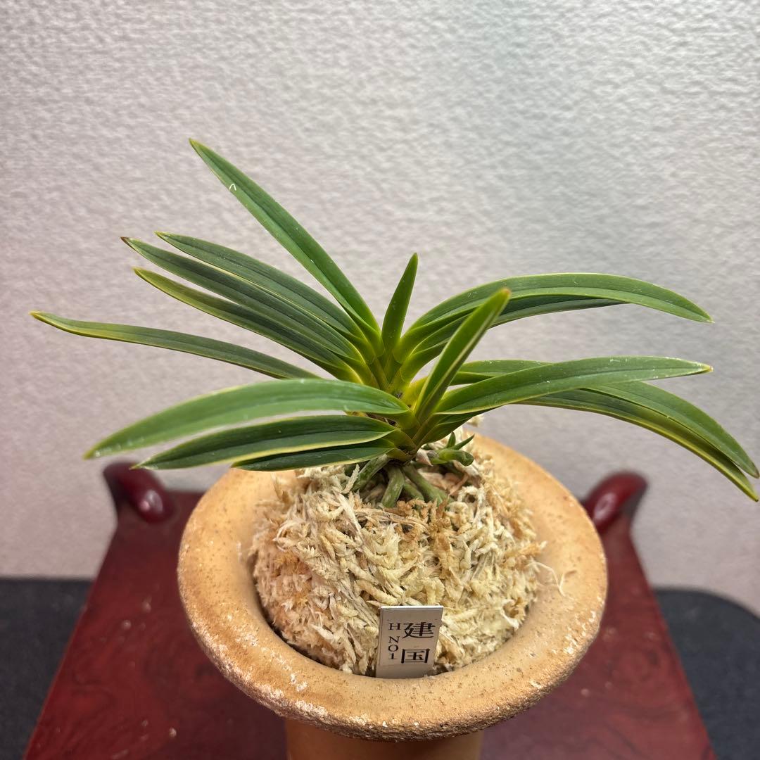 富貴蘭　風蘭　建国縞