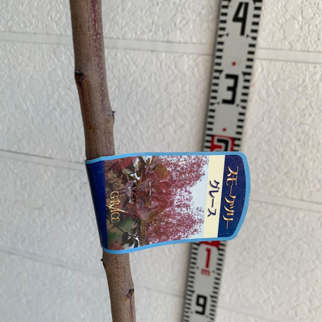 スモークツリー　グレース　雌株　煙の木　苗木　花木　59