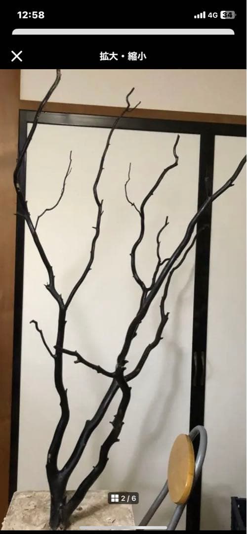 海松　深海松　ブラックコーラル